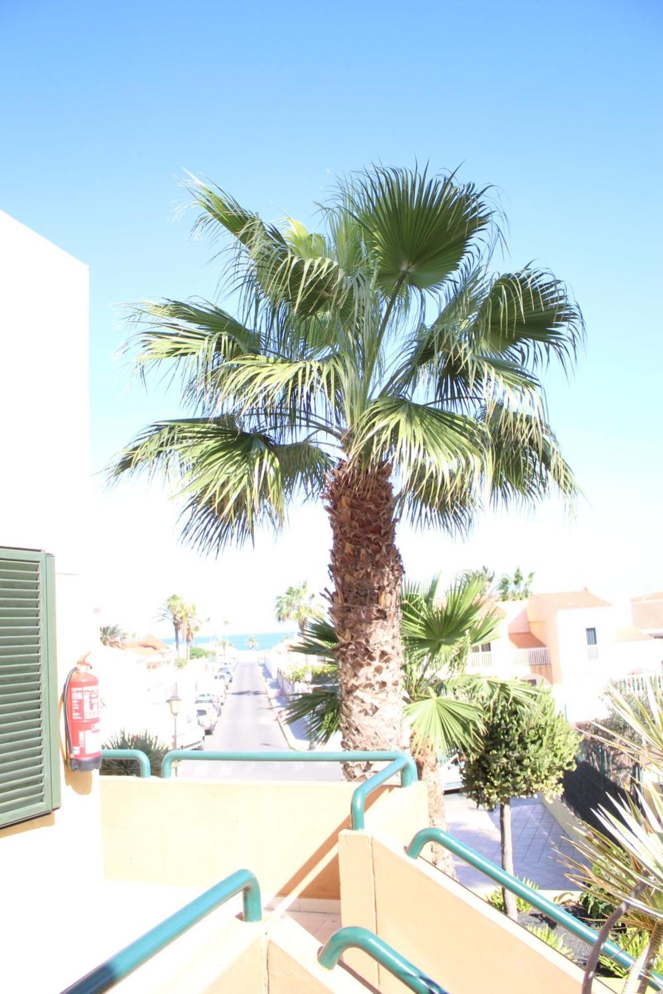 Pachi Beach Atlantic Garden คอร์ราเลโฮ ภายนอก รูปภาพ